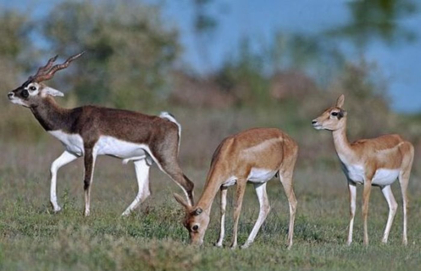 Gajner Wildlife Sanctuary