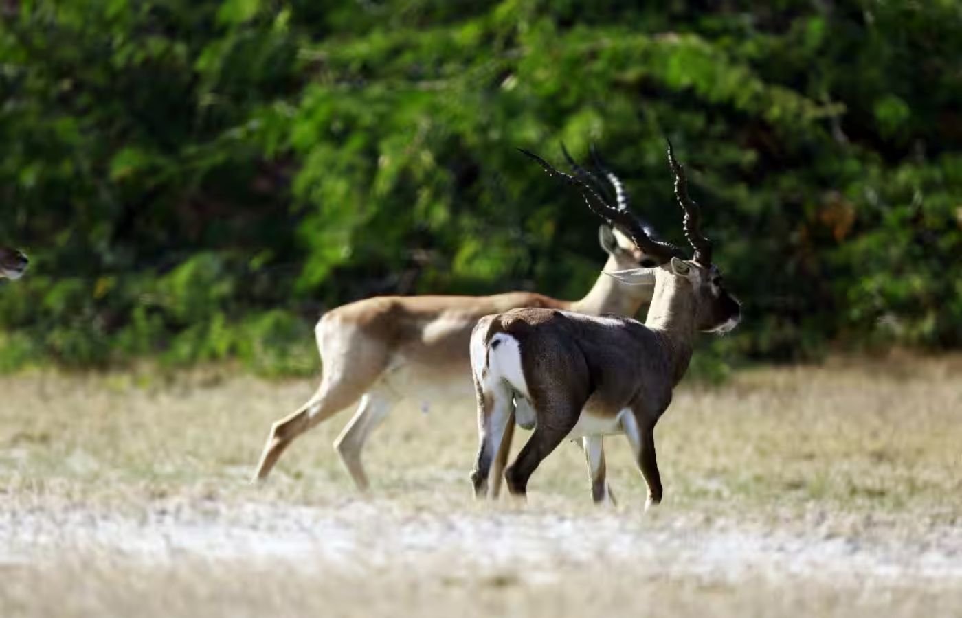 Tal Chhapar Sanctuary